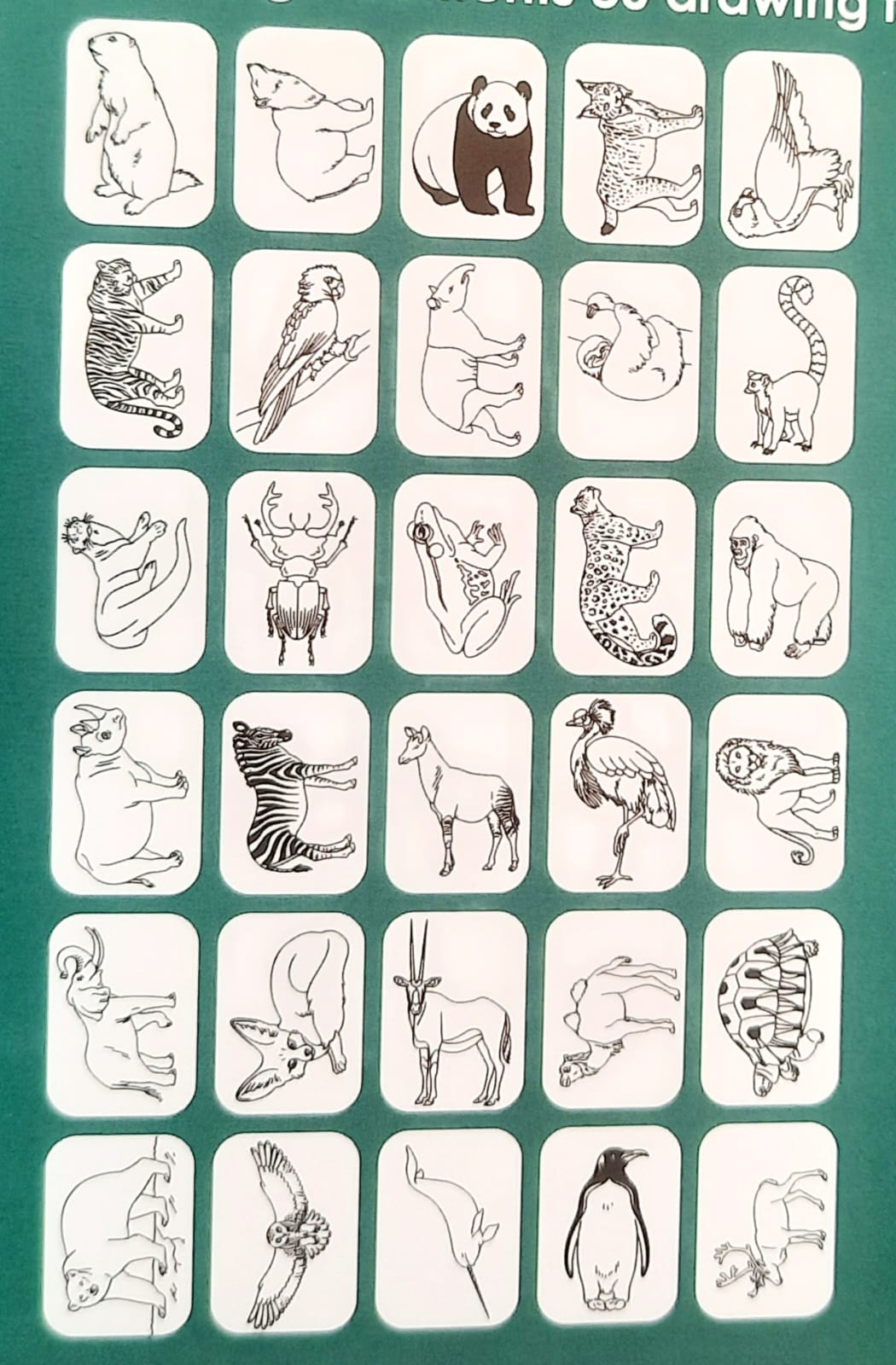 Kidydraw Mini « Animaux autour du monde » / Kidywolf – Image 5